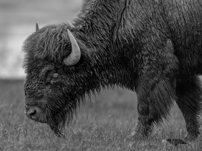 Mud Volcano Bison