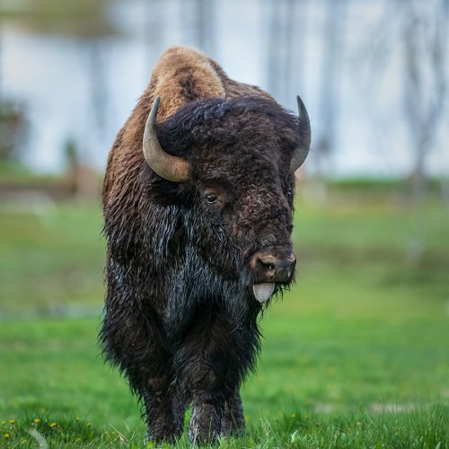 Mud Volcano Bison