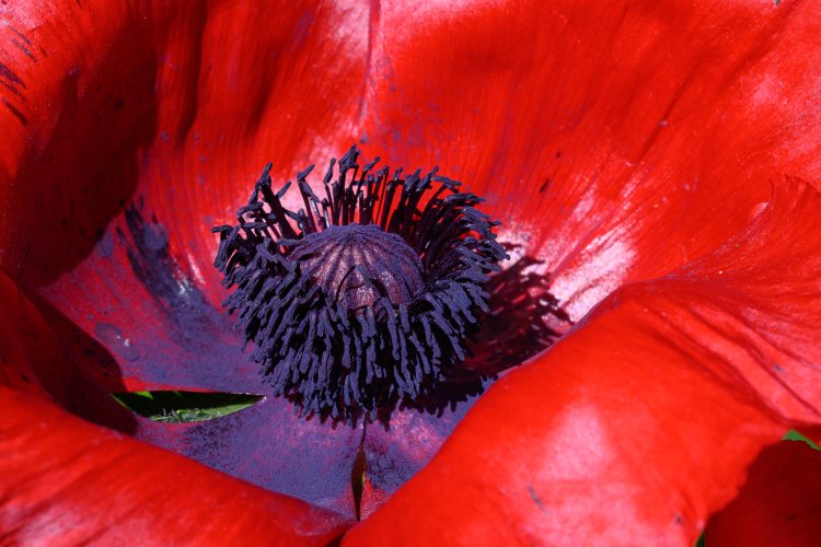 Oriental poppy in purple and red