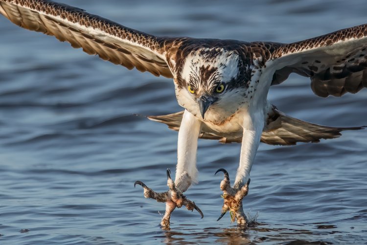 Osprey showing its sharp claws