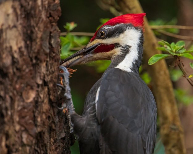 let's see your woodpeckers