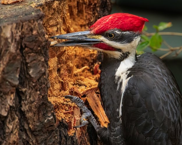 let's see your woodpeckers