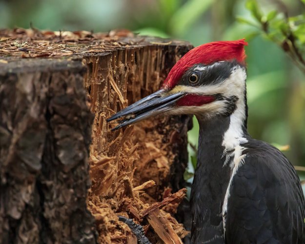 let's see your woodpeckers