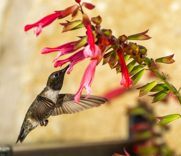 Hummer feeding2.jpg