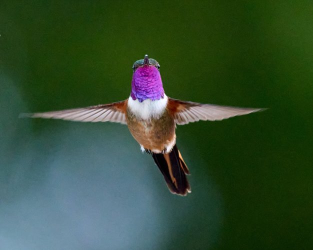 Hummers -- Share Your Hummingbird Images