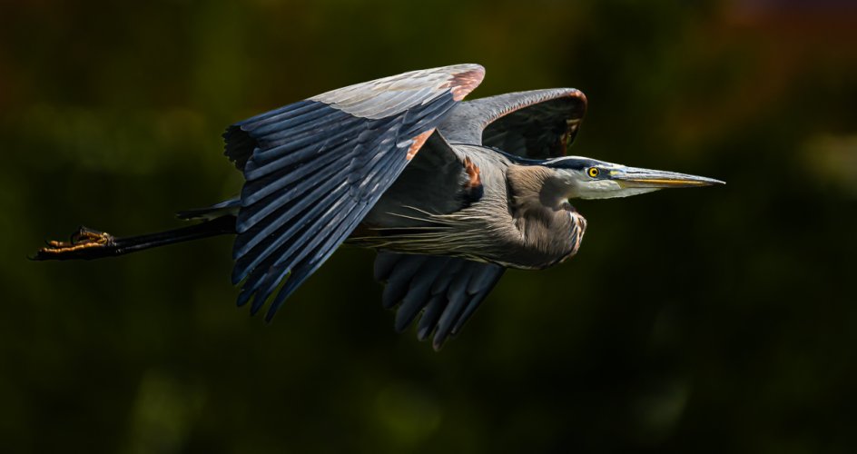 Great Blue Heron suddenly appearing as it flies out from behind a tree Z9 & Z800