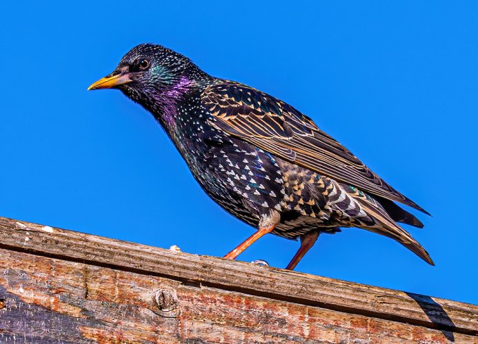 Irridescent starling