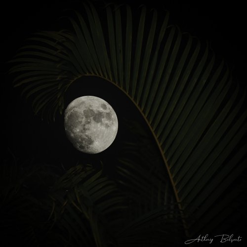 Moon in the Palms