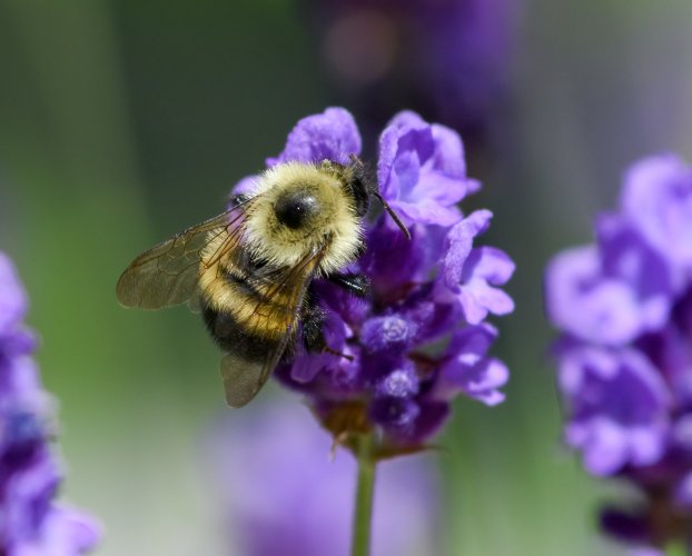 Bumble bees on lavender