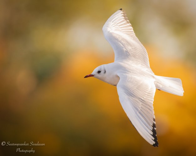 Dream come true - a bird in flight with autumnal colours as background