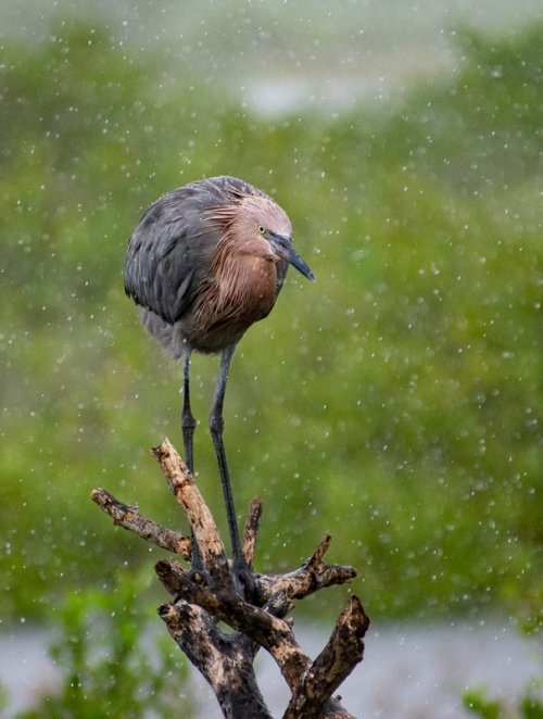 Reddish Egret in the rain