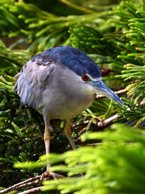 A Black Crowned Night Heron from Hawaii