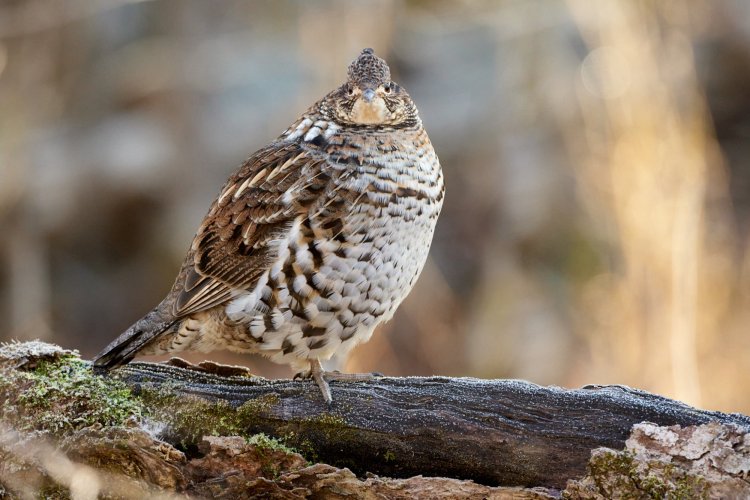 Series - Camouflage - Add your camo images. Nature has provided some birds with the ability to stay concealed and blend in with their surroundings.