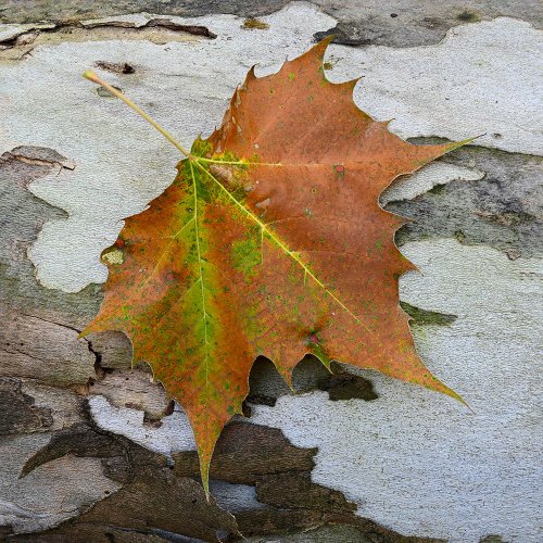 Sycamore Leaf and Trunk