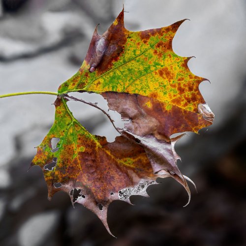 "Weathered Leaf"