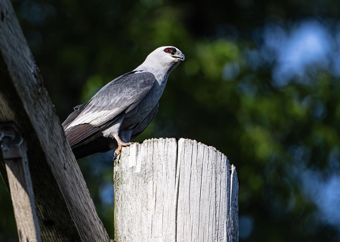 Mississippi Kite