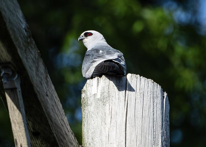 Mississippi Kite