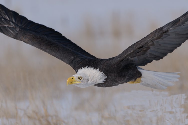 Birds in Flight -- Share your BIF Images