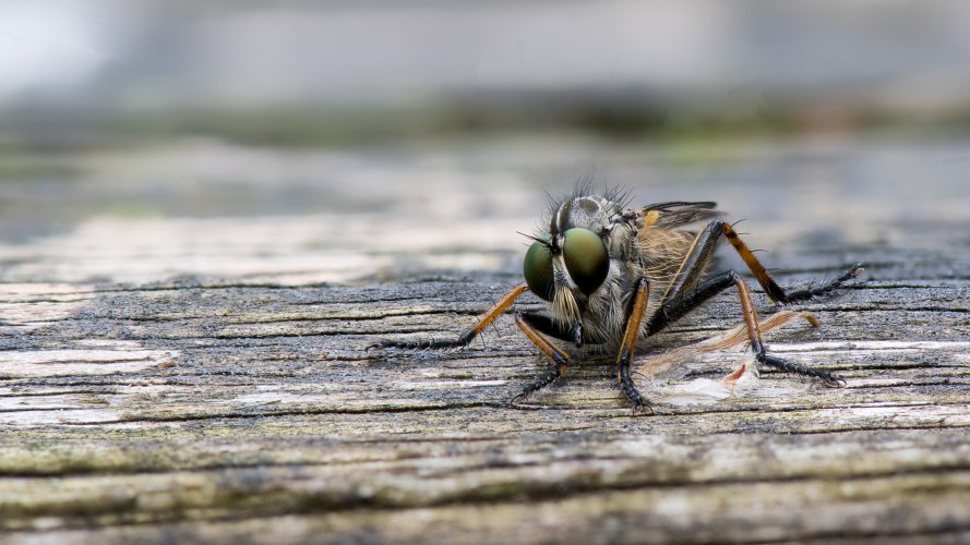 Robber fly (focus stacked)