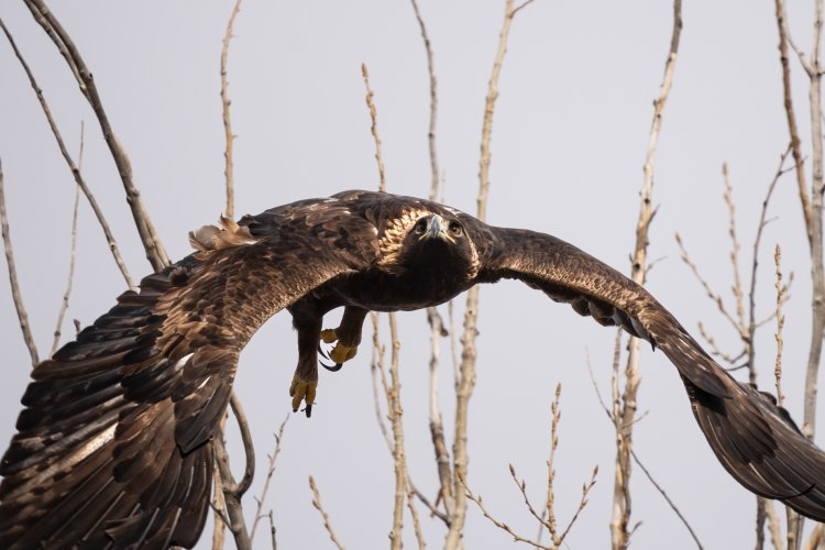 Birds in Flight -- Share your BIF Images