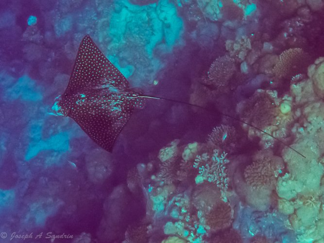 Red Sea Rays