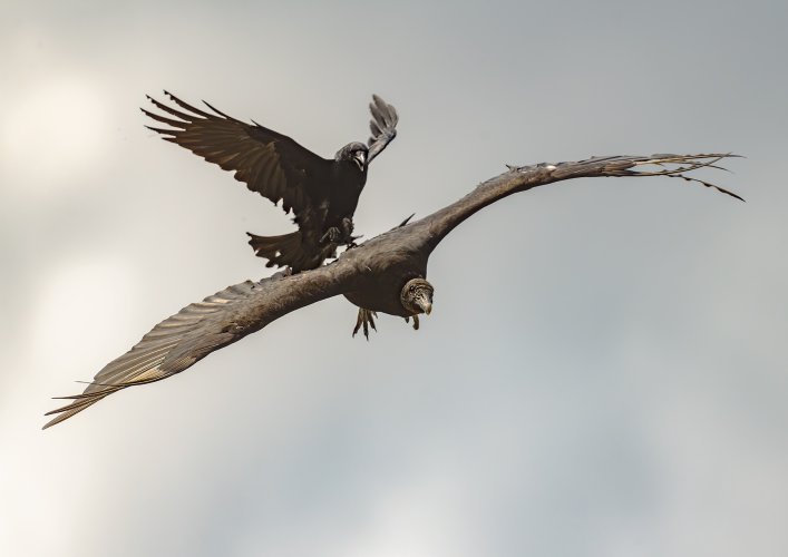 Crow vs Vulture