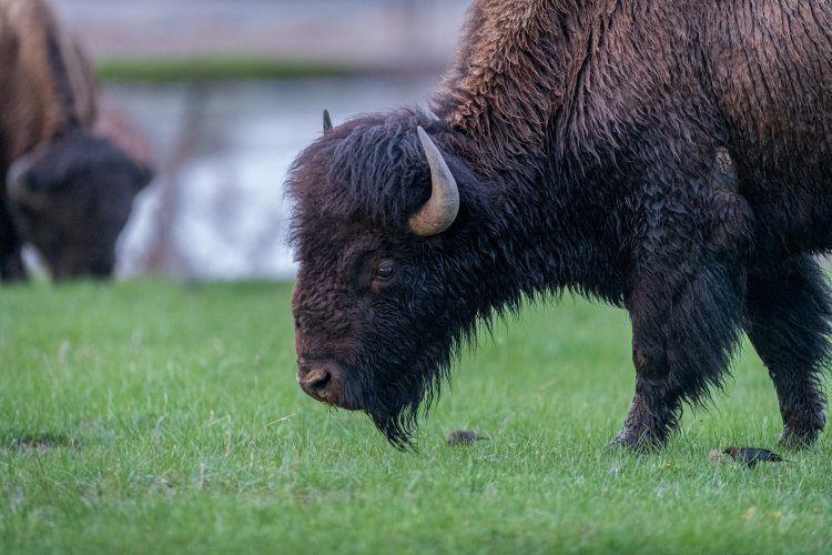 Mud Volcano Bison