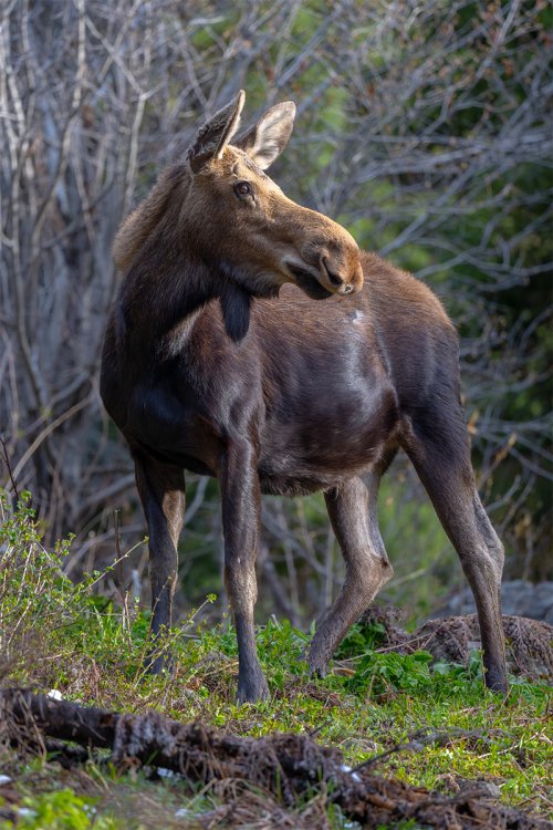 Moose