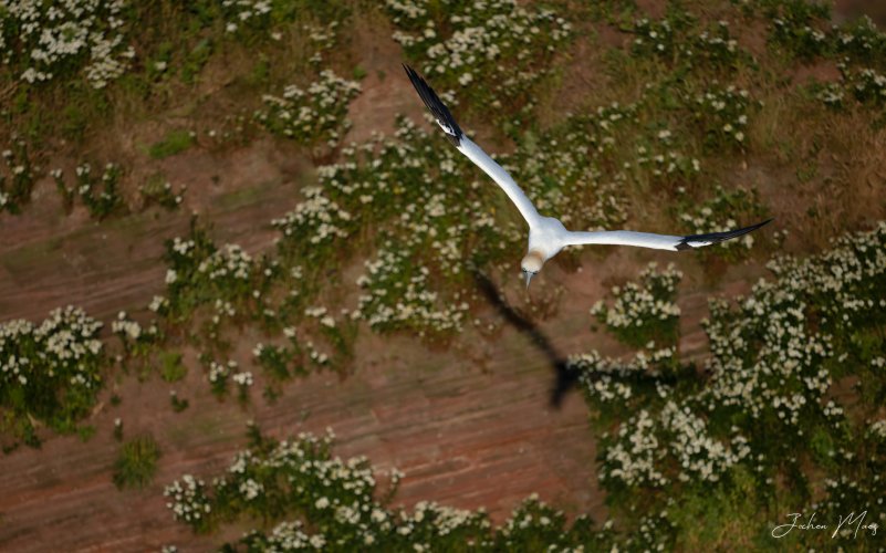 Northern gannet cliff dive