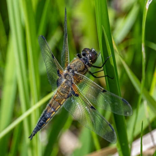 Freshly Emerged Four-Spotted Chaser