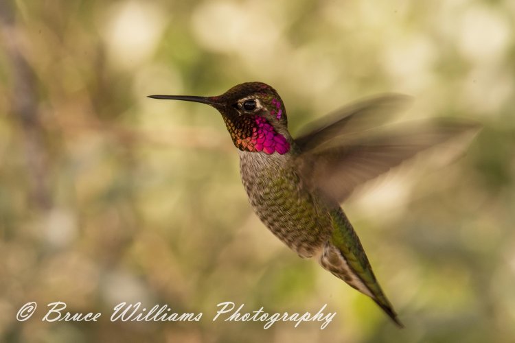 Ruby Throated Hummingbird