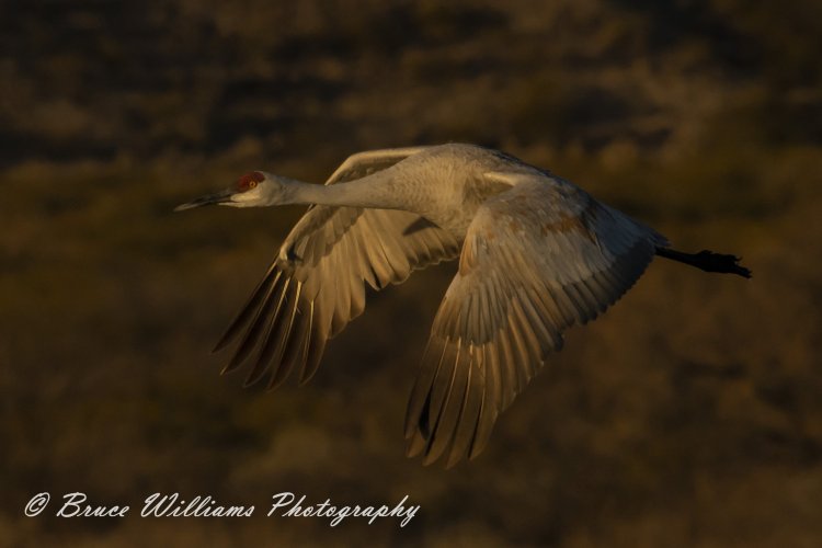 Sandhill Crane Sunset shot