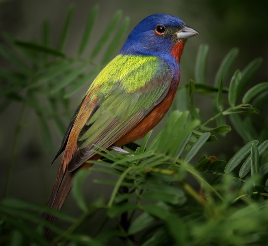 z painted bunting 8.jpg