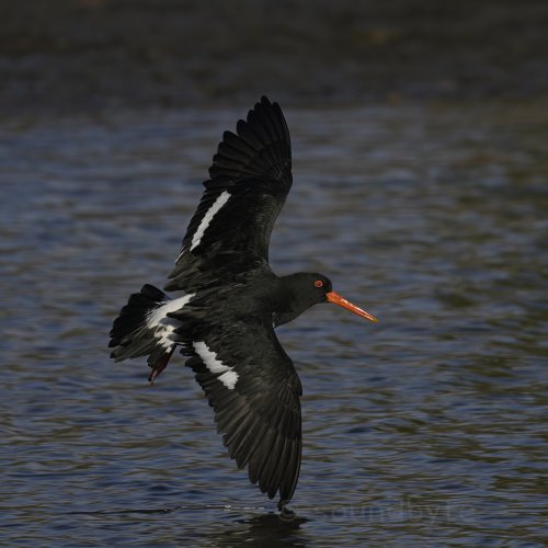 Pied Oystercatcher, swooping in for a landing, 310524.