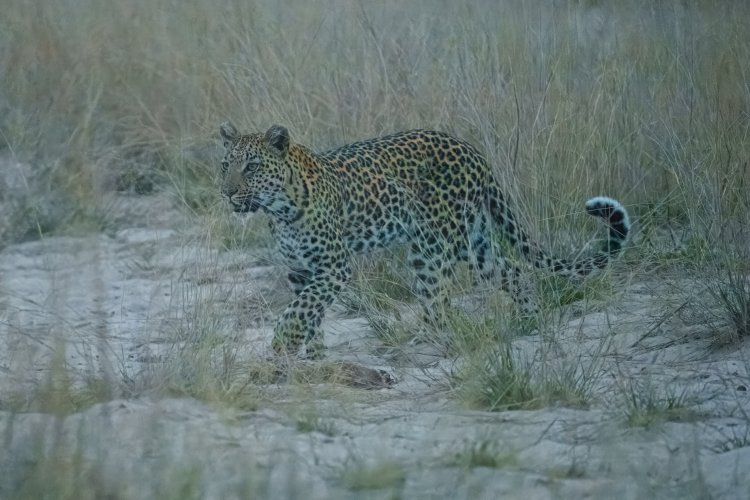 Leopard: Botswana, in a very low light capture