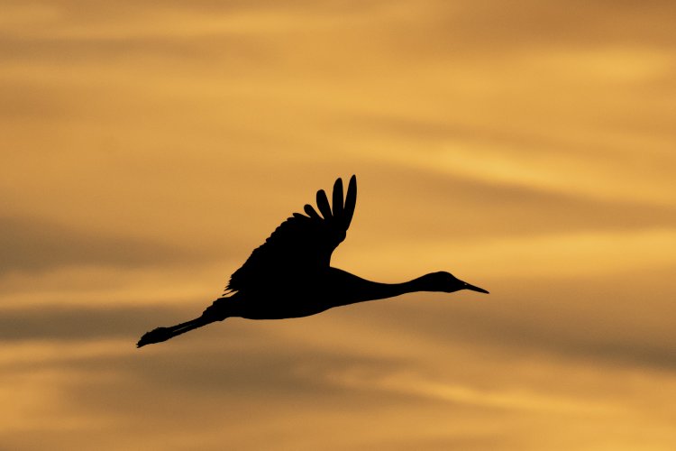 Sandhill Crane Silhouette