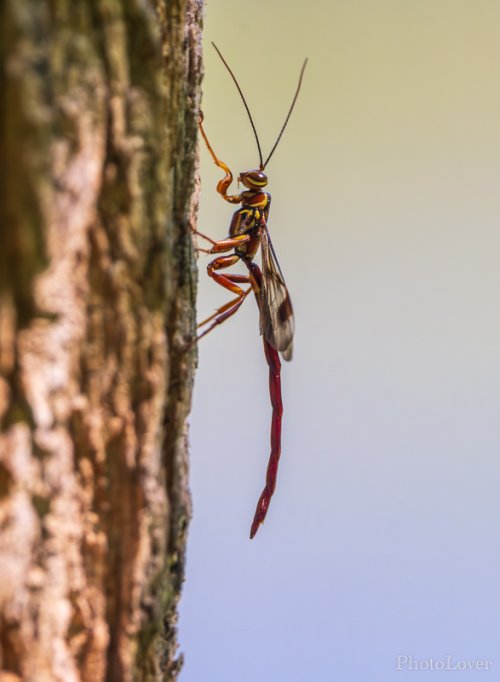 Slight novelty ... Long-tailed Giant Ichneumonid Wasp