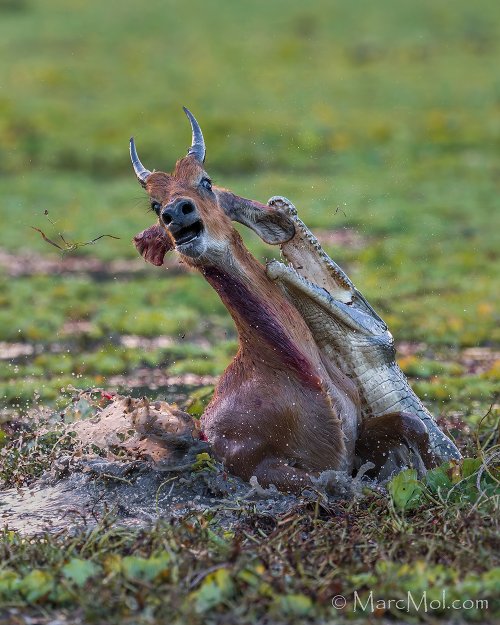 Puku (antelope) escapes from Wild Dog into the jaws of a Croc........pulling off a double escape!