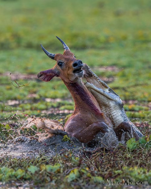 Puku (antelope) escapes from Wild Dog into the jaws of a Croc........pulling off a double escape!