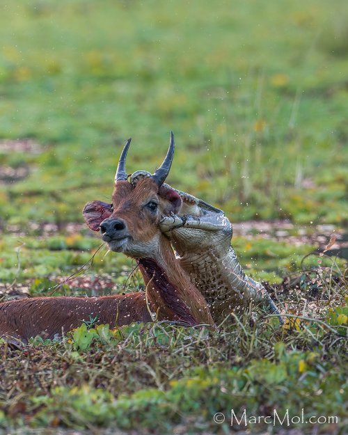 Puku (antelope) escapes from Wild Dog into the jaws of a Croc........pulling off a double escape!