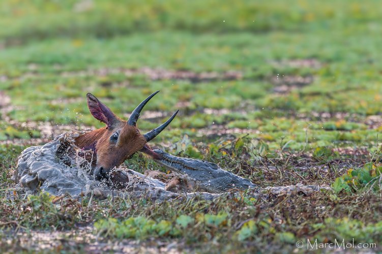 Puku (antelope) escapes from Wild Dog into the jaws of a Croc........pulling off a double escape!