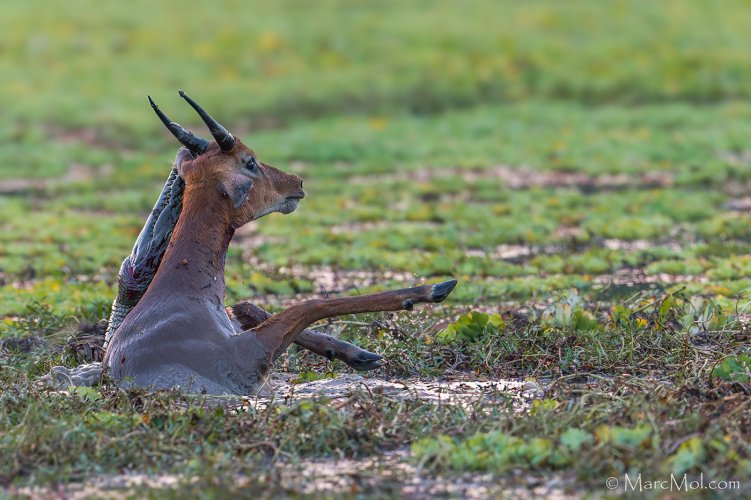 Puku (antelope) escapes from Wild Dog into the jaws of a Croc........pulling off a double escape!