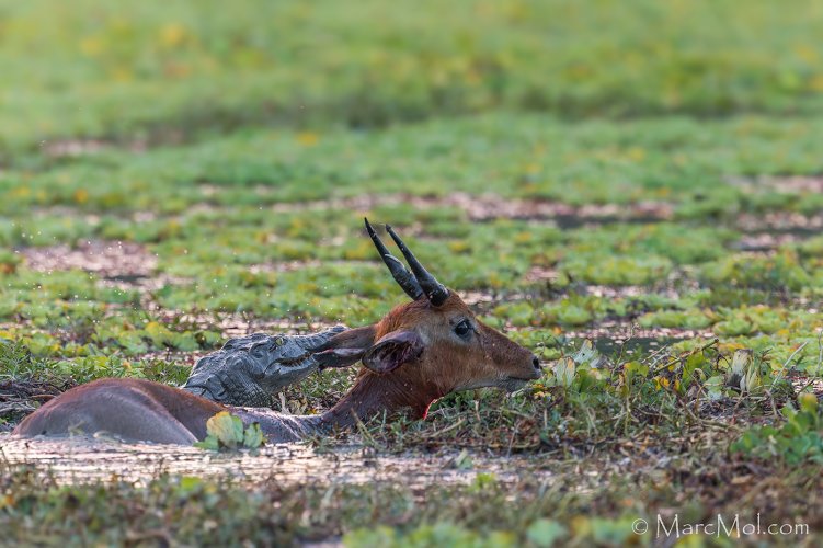 Puku (antelope) escapes from Wild Dog into the jaws of a Croc........pulling off a double escape!