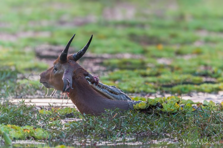 Puku (antelope) escapes from Wild Dog into the jaws of a Croc........pulling off a double escape!