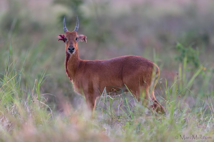 Puku (antelope) escapes from Wild Dog into the jaws of a Croc........pulling off a double escape!