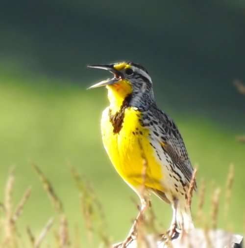 MeadowLark1_1_3Aspect.JPG