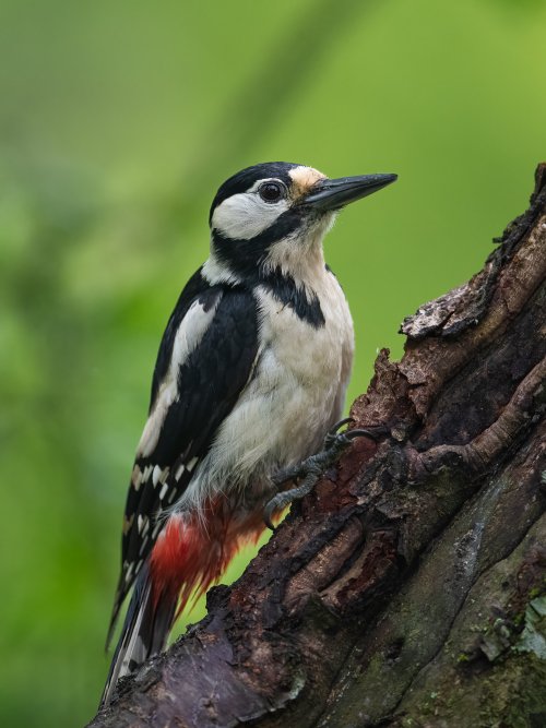 Woodpecker an a Rainy Day