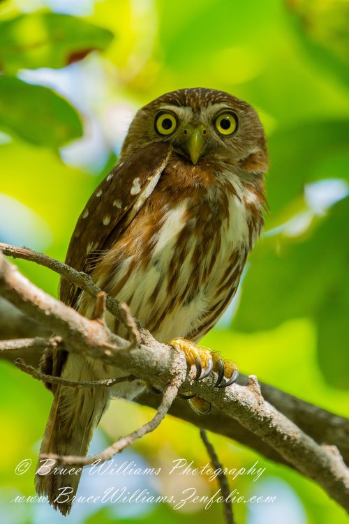 Pygmy Owl