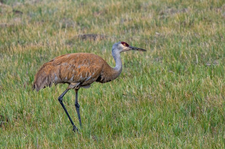 Sandhill Crane