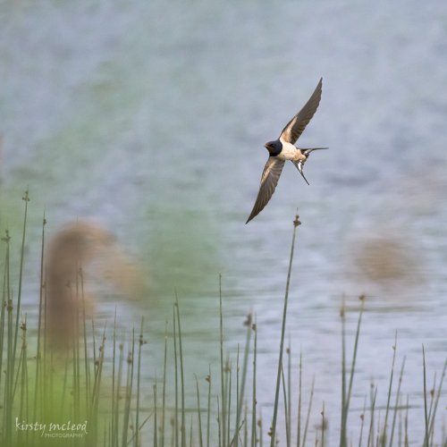 Birds in Flight -- Share your BIF Images